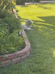 Found/Stray Unknown Dog last seen Banna + Edgecomb going towards Ruddock, Covina, CA 91724