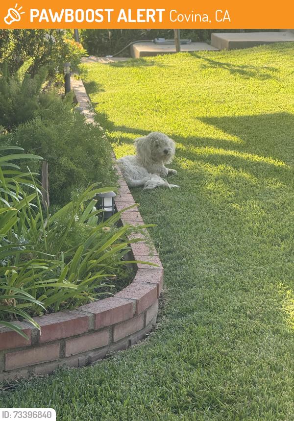 Found/Stray Unknown Dog last seen Banna + Edgecomb going towards Ruddock, Covina, CA 91724