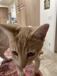 Reunited Male Cat last seen Idaho, Escondido, CA 92025