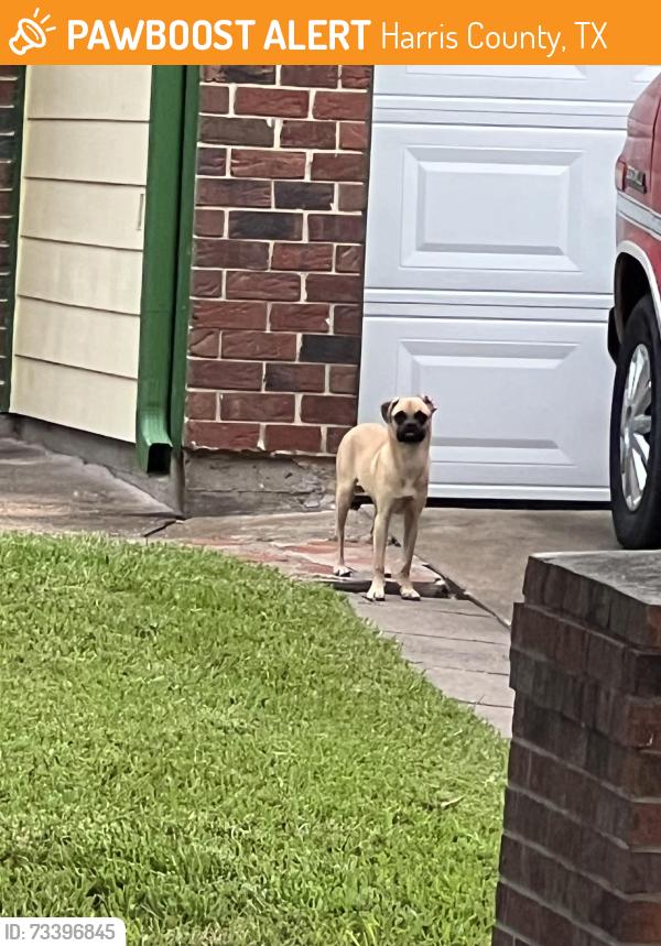 Found/Stray Unknown Dog last seen On Linden Tree Road, Harris County, TX 77449