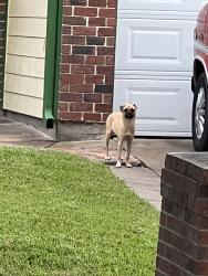 Found/Stray Unknown Dog last seen On Linden Tree Road, Harris County, TX 77449