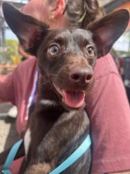 Found/Stray Male Dog last seen Encanto park, Phoenix, AZ 85007