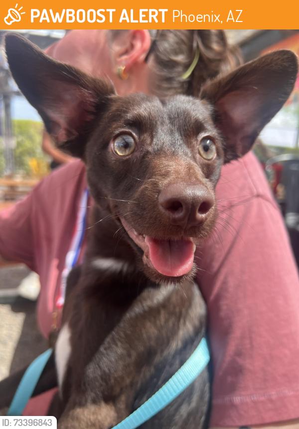 Found/Stray Male Dog last seen Encanto park, Phoenix, AZ 85007