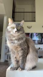 Lost Female Cat last seen Near and melrose, Oceanside, CA 92057