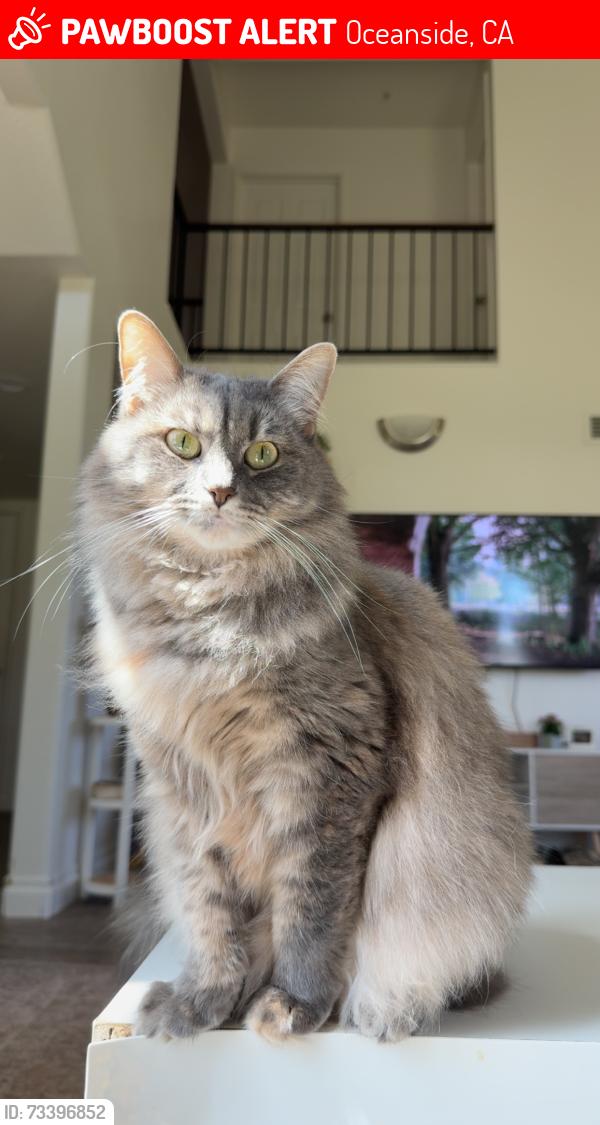 Lost Female Cat last seen Near and melrose, Oceanside, CA 92057
