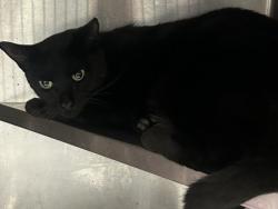 Shelter Stray Male Cat last seen Near Clanton Terrace, 30034, GA, 3280 Chamblee Dunwoody Rd, Chamblee, GA 30341, USA