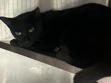 Shelter Stray Male Cat last seen Near Clanton Terrace, 30034, GA, 3280 Chamblee Dunwoody Rd, Chamblee, GA 30341, USA