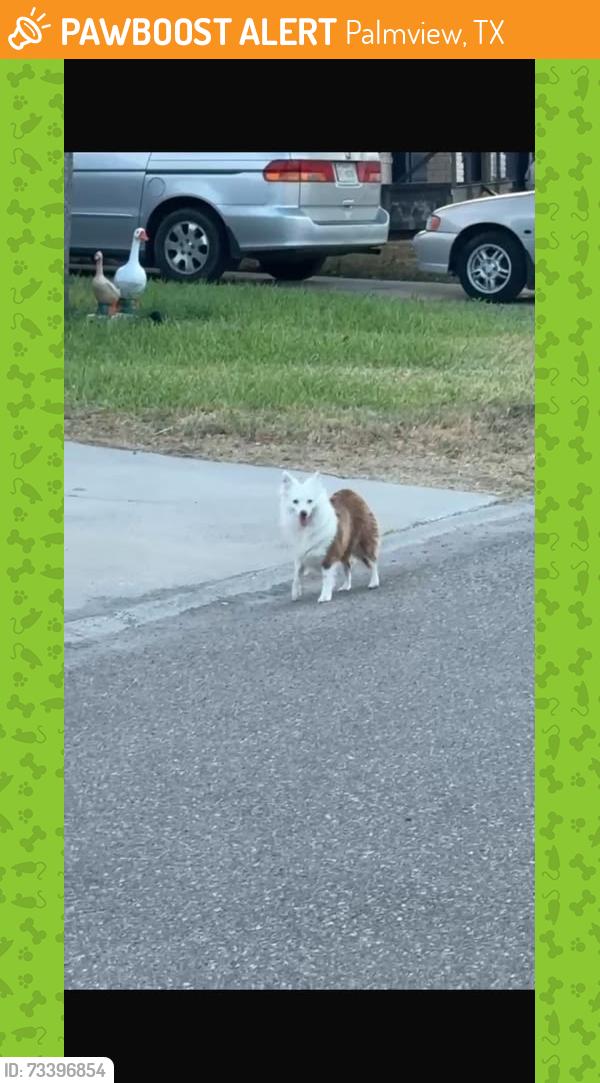 Found/Stray Unknown Dog last seen Abram st, Palmview, TX 78572