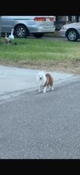 Found/Stray Unknown Dog last seen Abram st, Palmview, TX 78572
