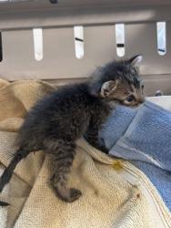 Shelter Stray Male Cat last seen Kid Quest Park, 75149, TX, 1650 Gross Rd, Mesquite, TX 75149, USA
