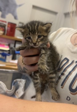 Shelter Stray Male Cat last seen Bruton Park, 75149, TX, 1650 Gross Rd, Mesquite, TX 75149, USA