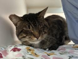 Shelter Stray Male Cat last seen Near Greenbay Street, San Diego, CA, 92154, 5500 Gaines St, San Diego, CA 92110, USA