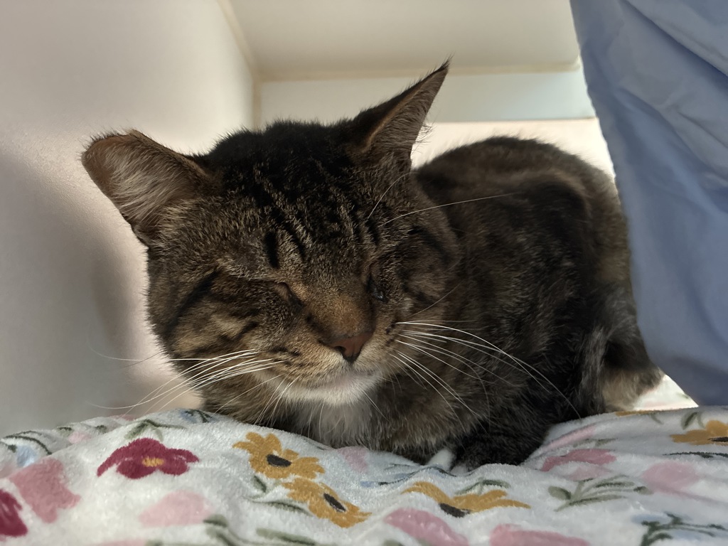 Shelter Stray Male Cat last seen Near Greenbay Street, San Diego, CA, 92154, 5500 Gaines St, San Diego, CA 92110, USA
