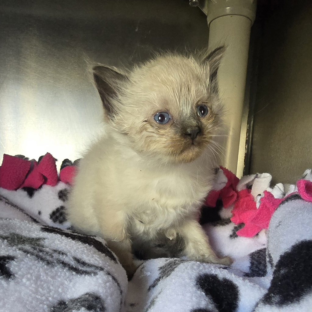Shelter Stray Female Cat last seen Near Junction Ave, LIVERMORE, CA, 94551, 8323 Baldwin St, Oakland, CA 94621, USA