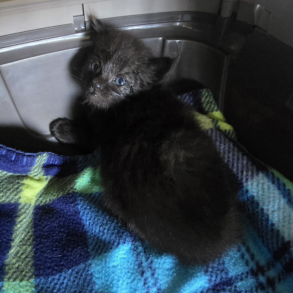 Shelter Stray Female Cat last seen Near Junction Ave, LIVERMORE, CA, 94551, 8323 Baldwin St, Oakland, CA 94621, USA