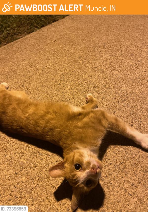 Found/Stray Female Cat last seen Outside ball state scheidler apmts, Muncie, IN 47304