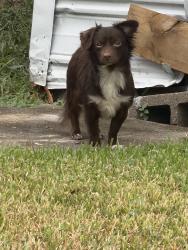 Found/Stray Female Dog last seen Shaver and Freeton st, Houston, TX 77034