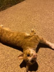 Found/Stray Female Cat last seen Outside ball state scheidler apmts, Muncie, IN 47304