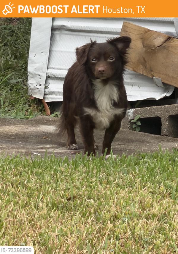 Found/Stray Female Dog last seen Shaver and Freeton st, Houston, TX 77034