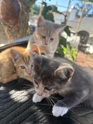 Reunited Male Cat last seen Idaho, Escondido, CA 92025