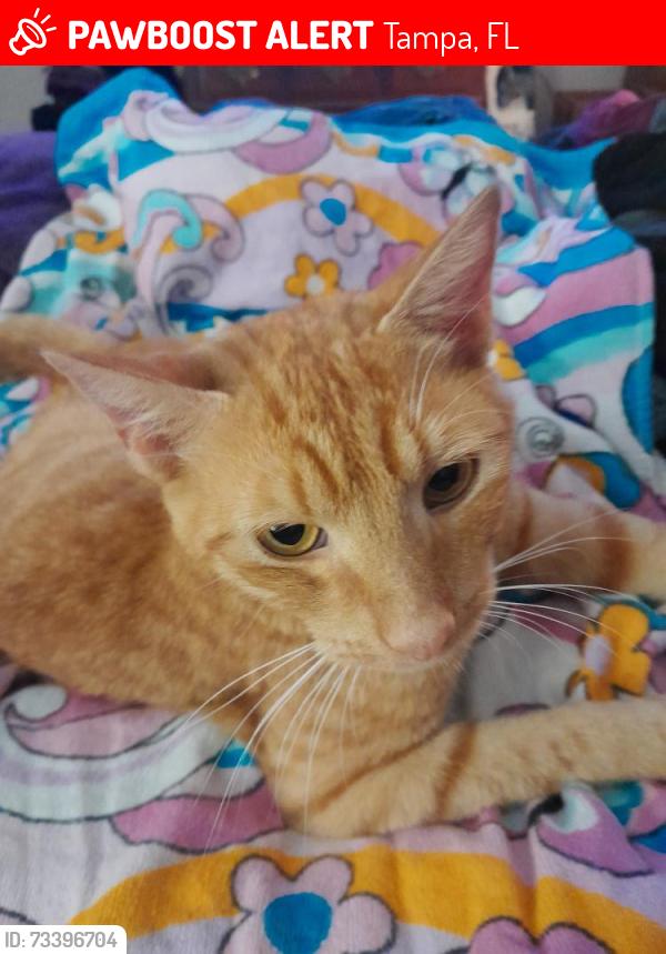 Lost Male Cat last seen May circle and twin lakes blvd, Tampa, FL 33614