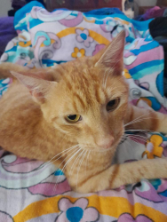 Lost Male Cat last seen May circle and twin lakes blvd, Tampa, FL 33614