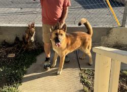 Reunited Male Dog last seen Near S Oakford Dr, East Los Angeles, CA 90022, USA, East Los Angeles, CA 90022