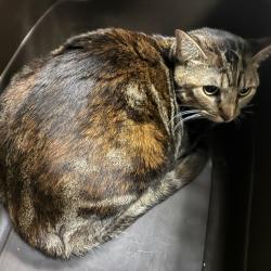 Shelter Stray Female Cat last seen , 361 S Raymond Ave, Pasadena, CA 91105, USA