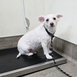 Shelter Stray Male Dog last seen , 361 S Raymond Ave, Pasadena, CA 91105, USA