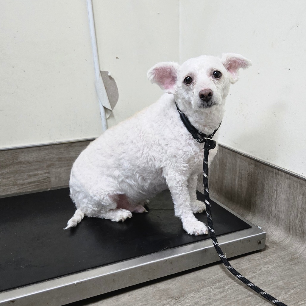 Shelter Stray Male Dog last seen , 361 S Raymond Ave, Pasadena, CA 91105, USA