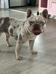 Reunited Male Dog last seen Western/59th, Los Angeles, CA 90047