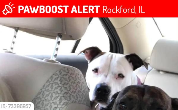 Lost Female Dog last seen Auburn Street, Rockford, IL 61101