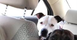 Lost Female Dog last seen Auburn Street, Rockford, IL 61101