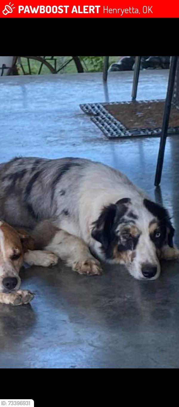 Lost Female Dog last seen E. Buttercup st., Henryetta, OK 74437