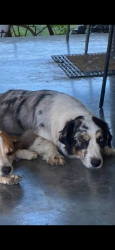 Lost Female Dog last seen E. Buttercup st., Henryetta, OK 74437
