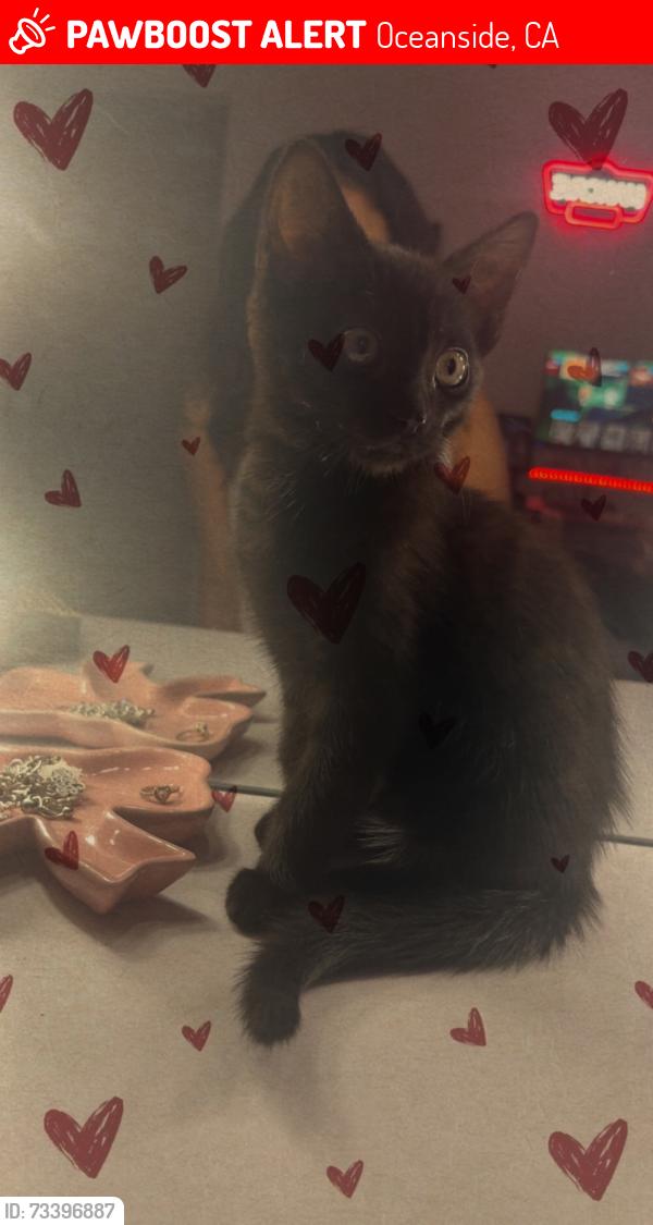 Lost Female Cat last seen Palo verde drive, Oceanside, CA 92058