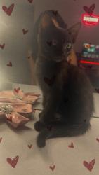 Lost Female Cat last seen Palo verde drive, Oceanside, CA 92058