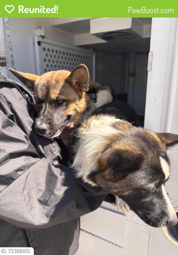 Reunited Unknown Dog last seen Mission Road, Near San Gabriel Mission, San Gabriel, CA 91776