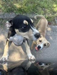 Found/Stray Male Dog last seen east st clair & n tuxedo st, Indianapolis, IN 46201
