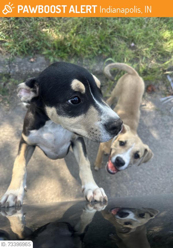 Found/Stray Male Dog last seen east st clair & n tuxedo st, Indianapolis, IN 46201