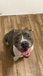 Found/Stray Male Dog last seen 98th and Tower, Albuquerque, NM 87121