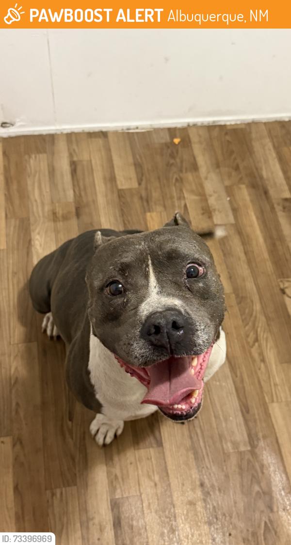 Found/Stray Male Dog last seen 98th and Tower, Albuquerque, NM 87121
