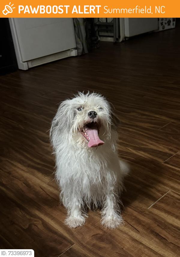 Found/Stray Male Dog last seen Strader Rd near Scalesville, Summerfield, NC 27358