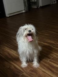 Found/Stray Male Dog last seen Strader Rd near Scalesville, Summerfield, NC 27358