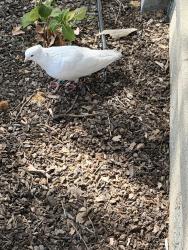 Found/Stray Unknown Bird last seen Main/Duranta, Roseville, CA 95678