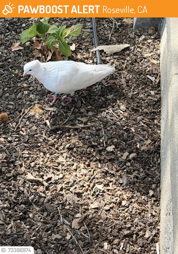 Found/Stray Unknown Bird last seen Main/Duranta, Roseville, CA 95678