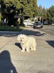 Found/Stray Male Dog last seen N Hickory Dr and Autumn Ln, Tracy, CA 95376