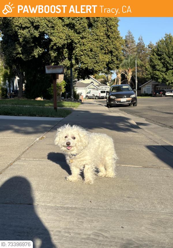 Found/Stray Male Dog last seen N Hickory Dr and Autumn Ln, Tracy, CA 95376