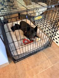 Found/Stray Female Dog last seen Milburn and Alluvial, Fresno, CA 93722