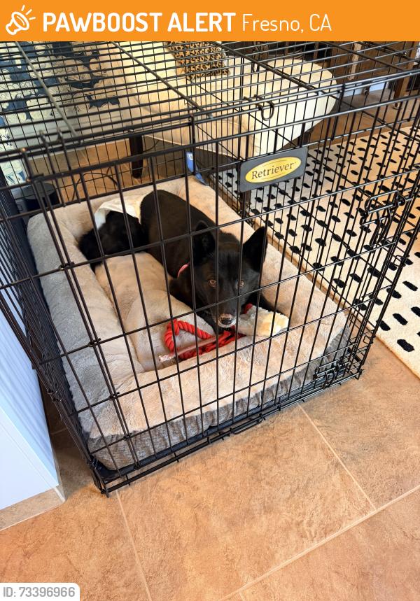 Found/Stray Female Dog last seen Milburn and Alluvial, Fresno, CA 93722